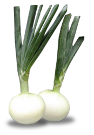Immagine di CIPOLLE FRESCHE