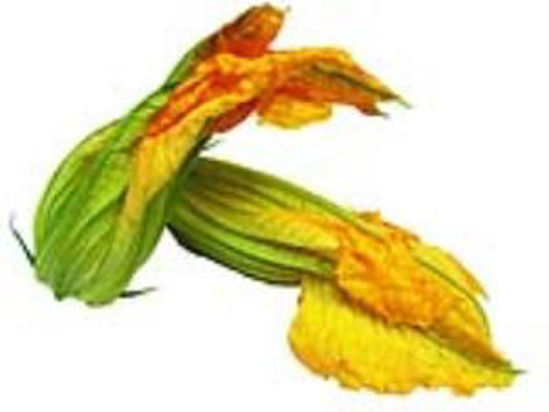 Immagine di FIORI DI ZUCCA VH IT
