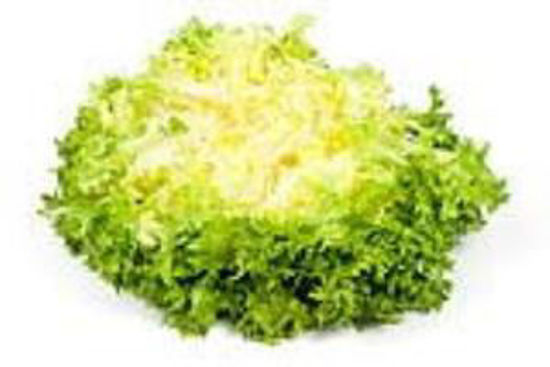 Immagine di INSALATA INDIVIA RICCIA