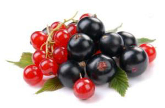 Immagine di RIBES