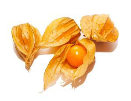 Immagine di PHYSALIS