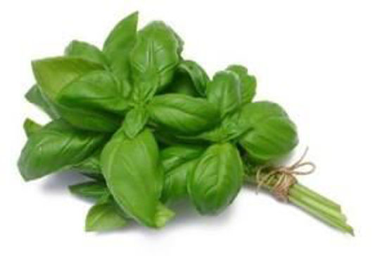 Immagine di BASILICO A MAZZETTI