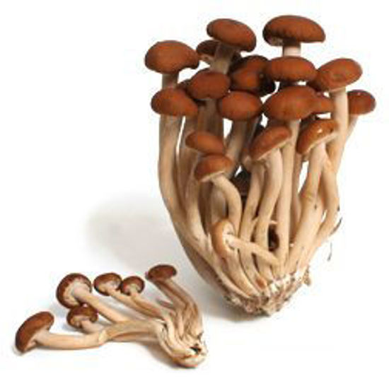 Immagine di FUNGHI PIOPPINI