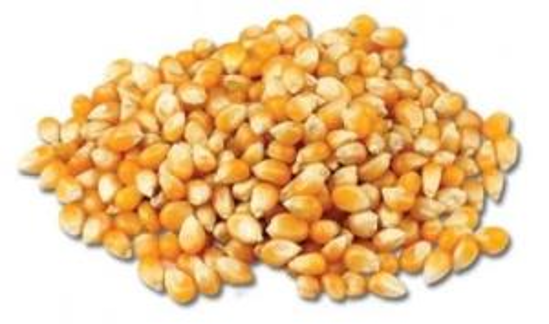 Immagine di MAIS PER POP CORN