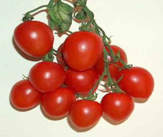 Immagine di POMODORO FIASCHETTO ROSSO