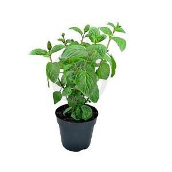 Immagine di MENTA PIANTINA