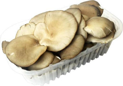 Immagine di FUNGHI PLEUROTUS IN CONFEZIONE GR.300