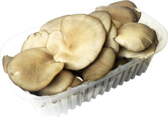 Immagine di FUNGHI PLEUROTUS IN CONFEZIONE GR.300